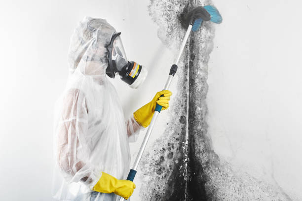 Best Mold Odor Removal Services  in Groveport, OH